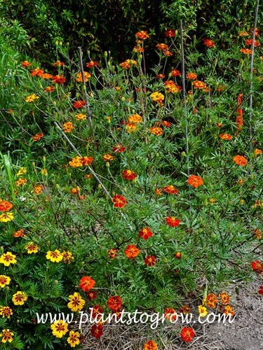 Cinnabar Marigold (Tagetes erecta)
These plants were growing in the full sun. Needed to be staked.  Produced flowers but not as heavy as in photos I have seen.
